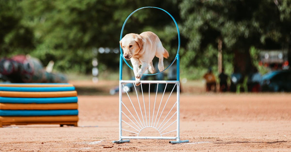 7 Crucial Tips for Success in PMP Certification Exams