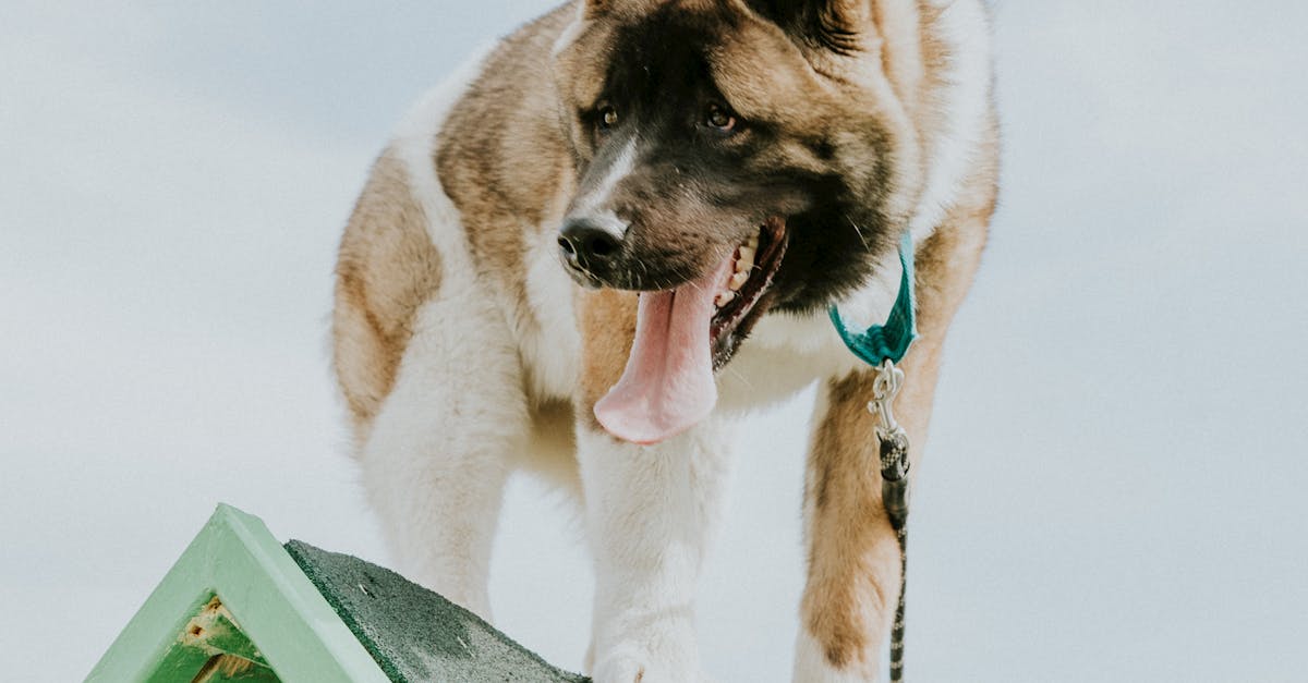 How to Maximise Your Learning in a Self-Paced Course